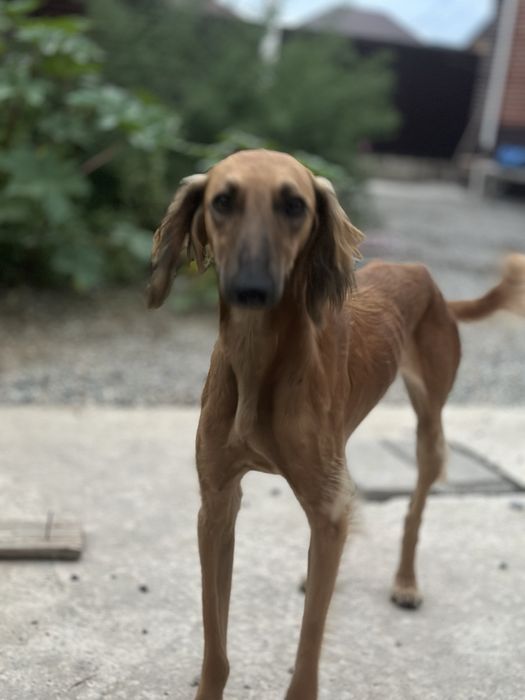 Тазы ит жоғалды Тапқан адамға сияақымыз бар  ұрғашы 7-8 айлық