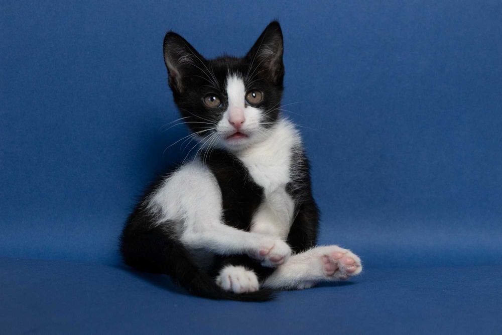 Котета на 3 месеца търсят дом