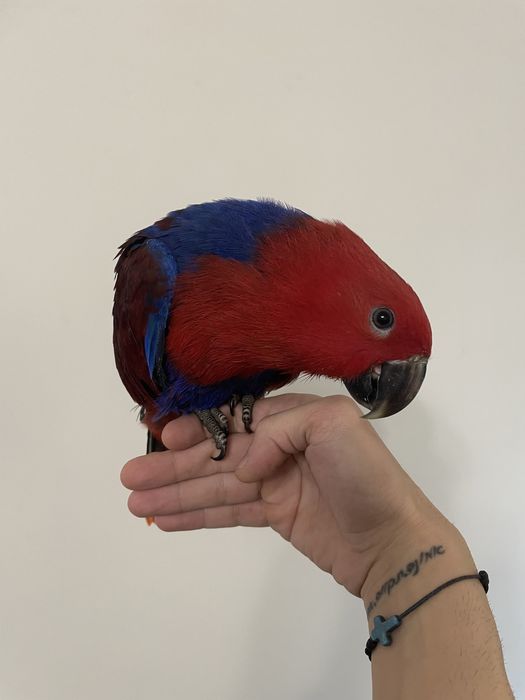 Ръчно хранен папагал Еклектус