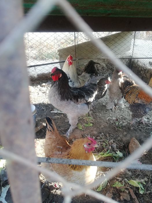 Молодые петушки домашние