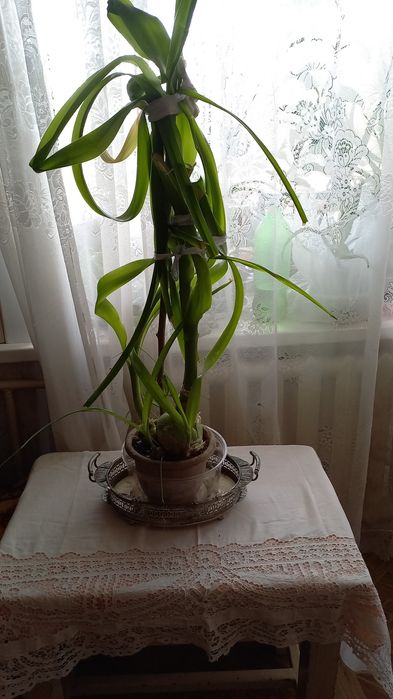 Цветы алоэ, каланхоэ, индийский лук