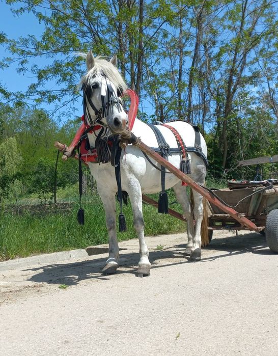 Vând iapa gestantă