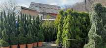 Gazon plante ornamentale piatra naturala de munte cascade gratare