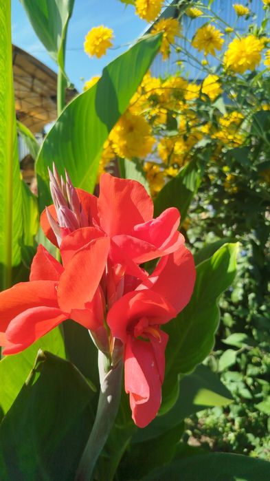 Каны красные , оранжевые высокие