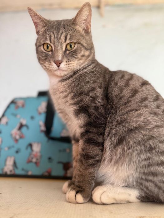 Красавец Серый в любящую семью!