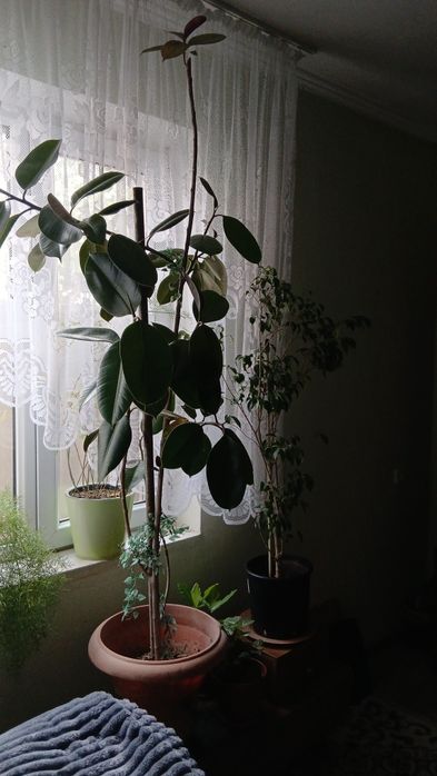 Фикус высота 120