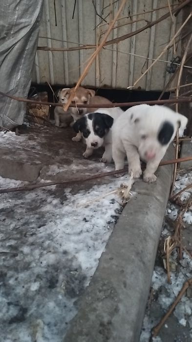 щенки 1,5 мес в добрые руки