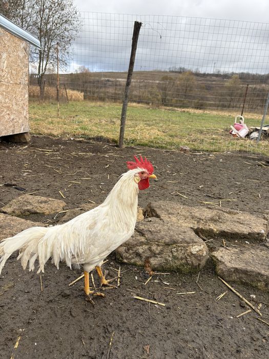 Cocosi tineri diferite rase