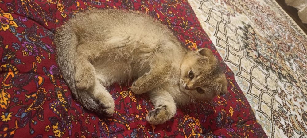 Scottish fold sotiladi