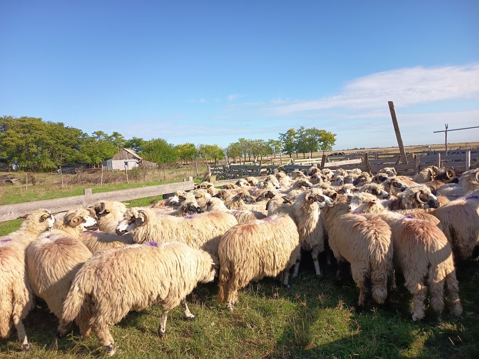 Vând oi.                                  .