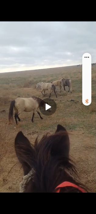 5 жасар, қысыр, ту бие сатылады