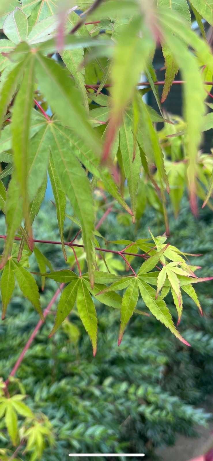 Японски клен Acer palmatum