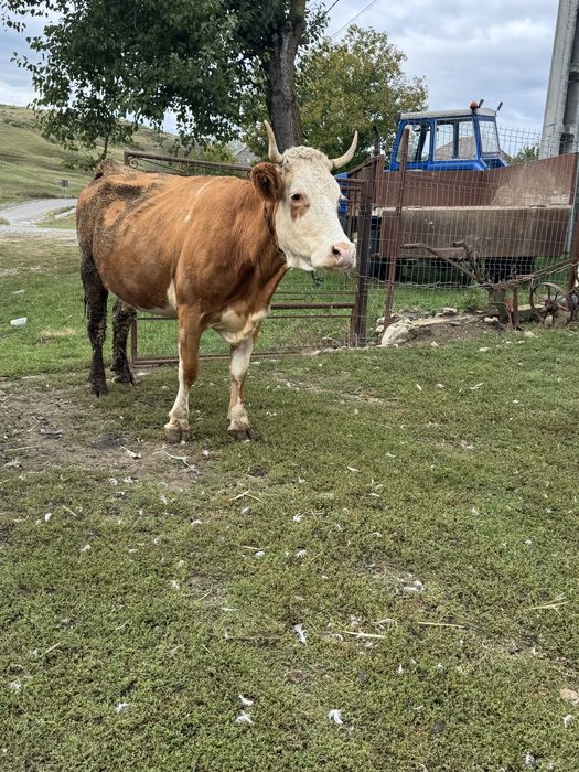 Vand vaca de 5 ani