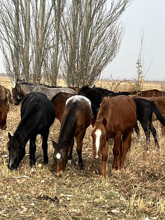 Байтал Кабыла Кунан Жылкы Тай Бие Жеребята