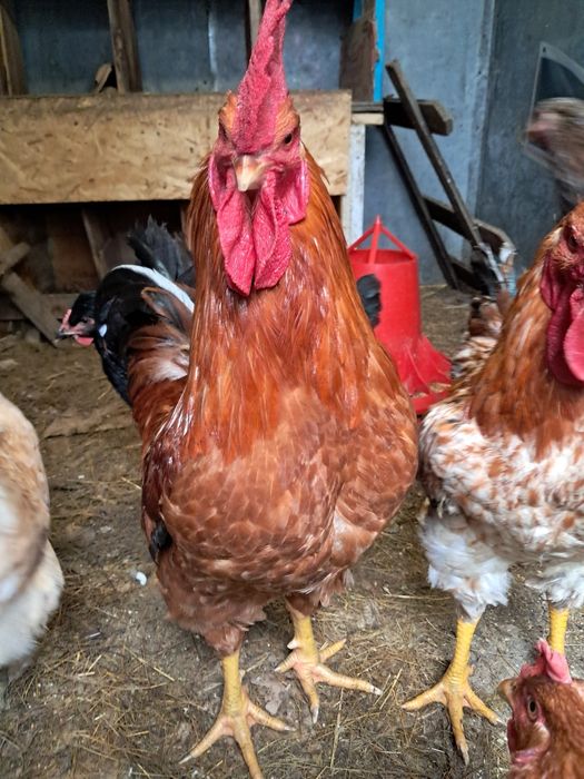 Петух молодой два штуки.