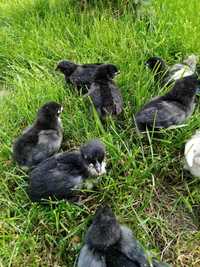 Vând pui Australorp