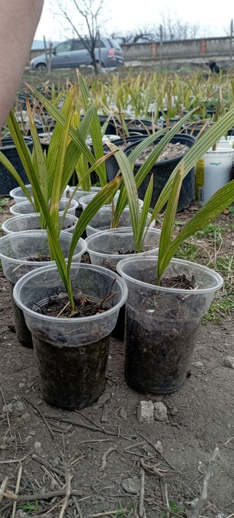 Продавам разсад от студоустойчива палма трахикарпус България на 5 лв