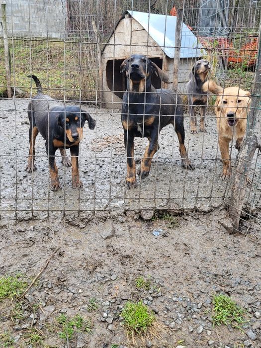 Câini de vânătoare