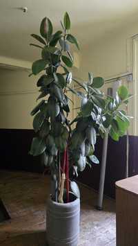 Ficus de 2m. Inaltime.