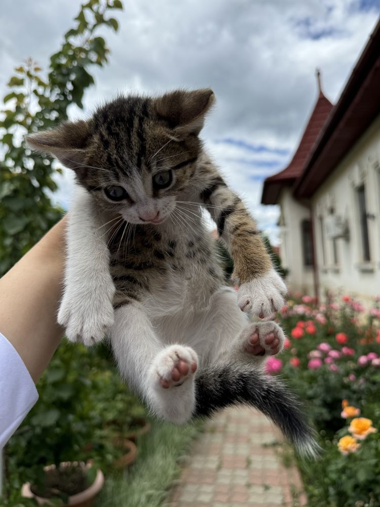 Pisicuti spre adoptie: isi cauta o noua casa 5 suflete frumoase!