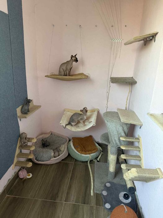 Котки Канадски сфинкс