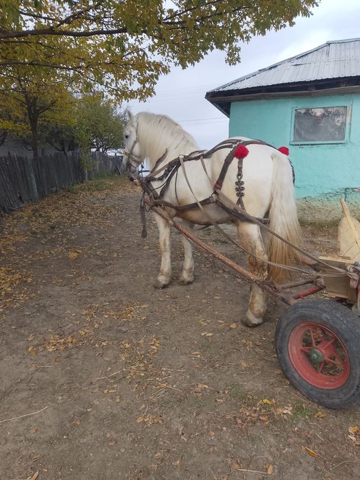 De vazare harmasar de 9 ani cuminte sănătos probe la fata locului