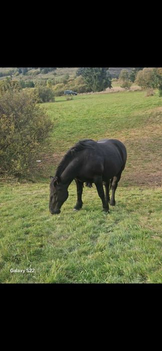 Iapa sange rece unguresc 5ani