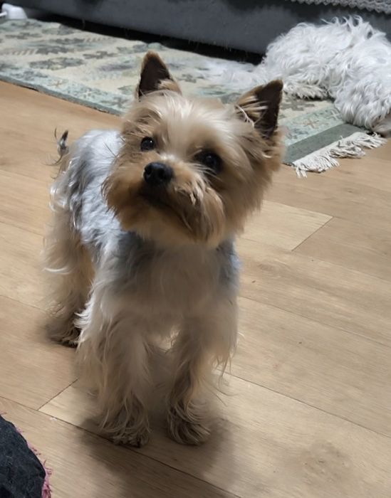 Мартин. на вязку, с опытом!