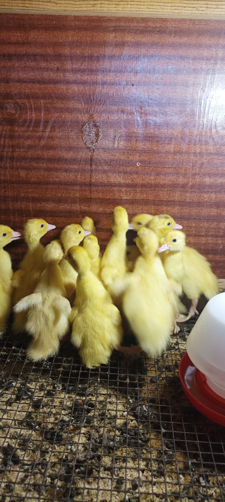 Продам индоутят можно на племя