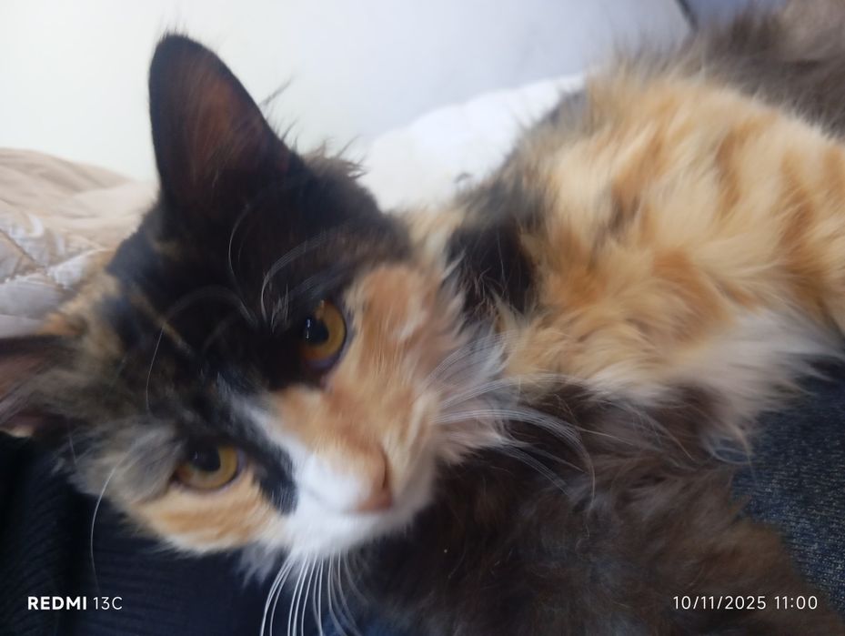 Hadyaga mushuk faqat mehribon qoʻllarga beriladiDomestic longhair