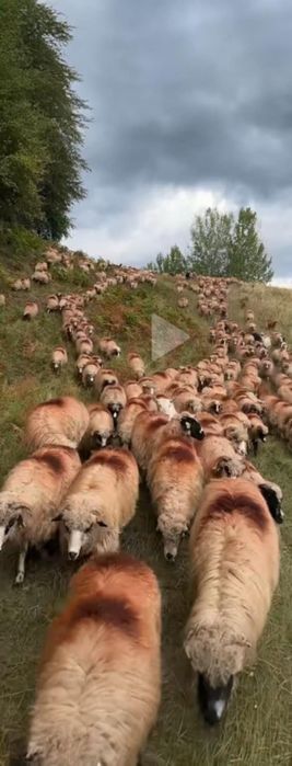 Vând miele,breze și oacheșe