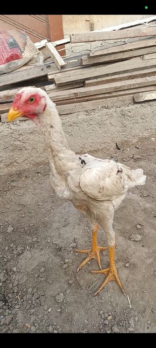 Июньда чикан жужа сотувда
