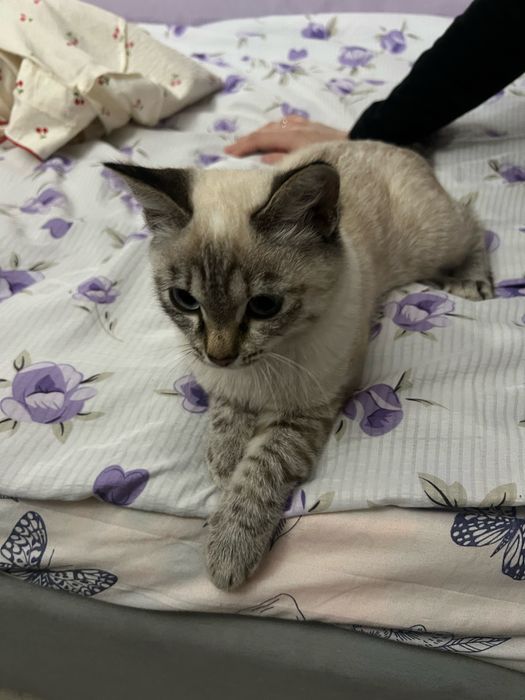 Отдам кошку в добрые руки