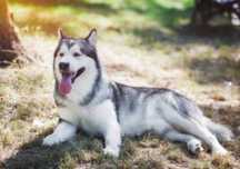 OFERTĂ! Husky Malamut Siberian, mascul , la un pret modest