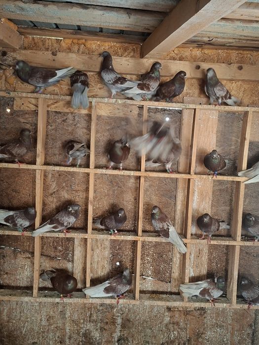 Porumbei ciungi de Ploiești