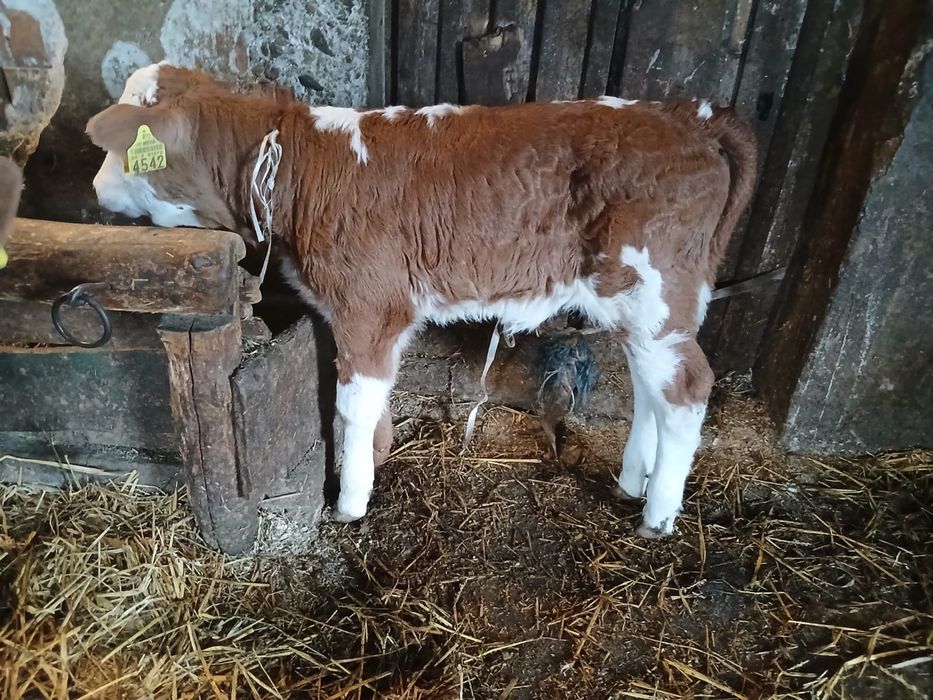 Vand vatava rosie si un tauras virta