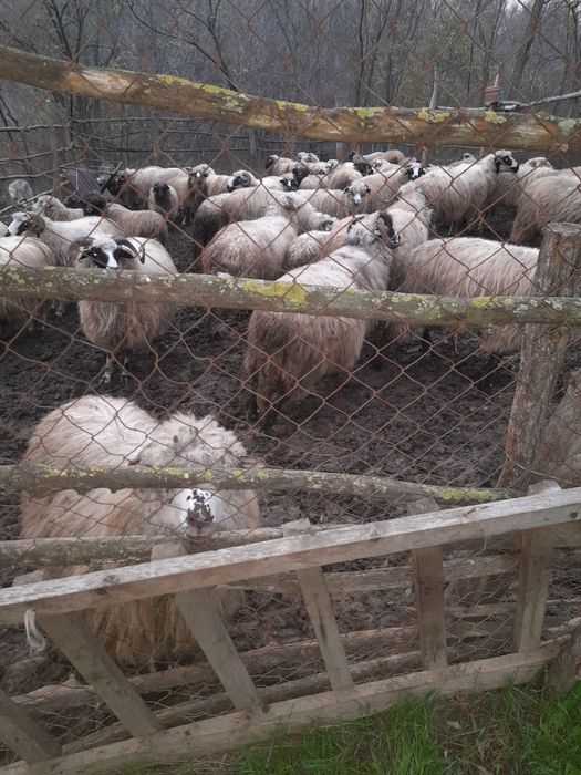 Vând oi rasa Breaze de ținut oile