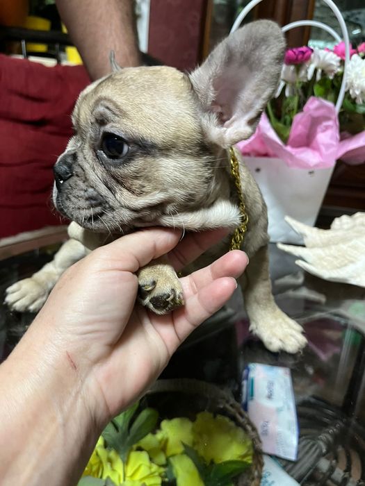 Французский бульдог девочка