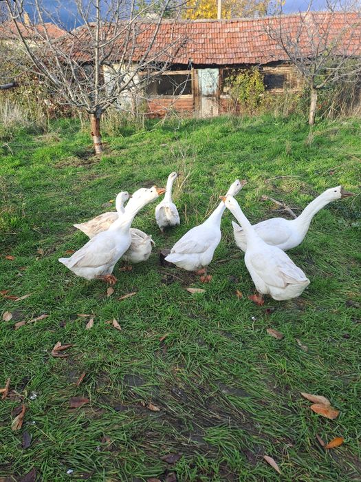 Гъски Линда - оплодени яйца