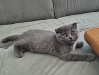British shorthair,Scotish fold  shorthair