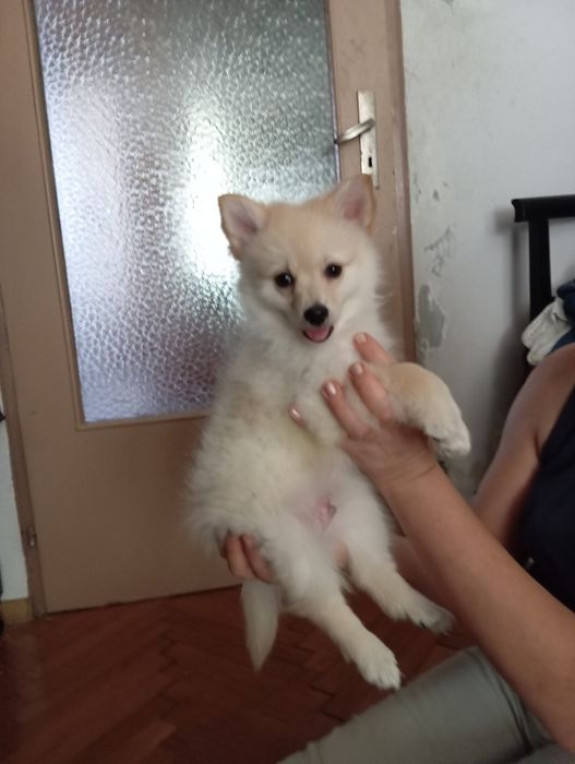 Немски шпиц малки, с всички 3 ваксини