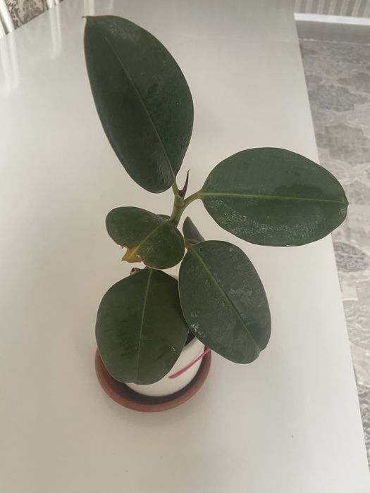 Срочно продам комнатные цветы