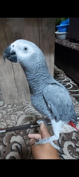 Птицы Жако на продажу