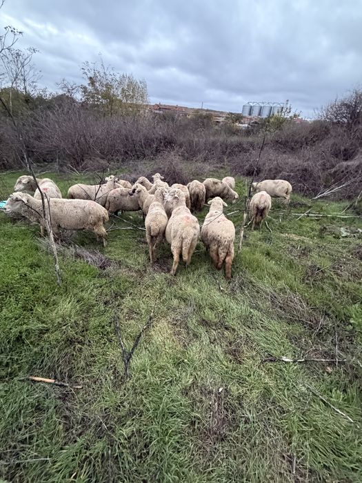 Oi gestante de vanzare