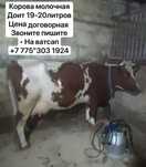 Продам корову телёнок молочный””