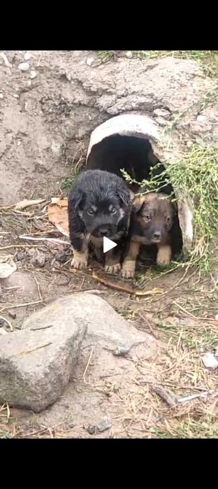 Отдам щенков крупных