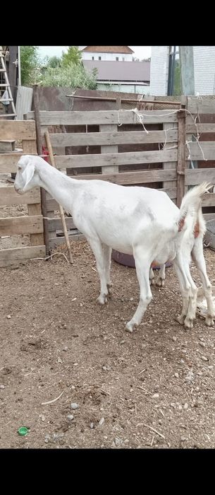 Продам альпийскую козу
