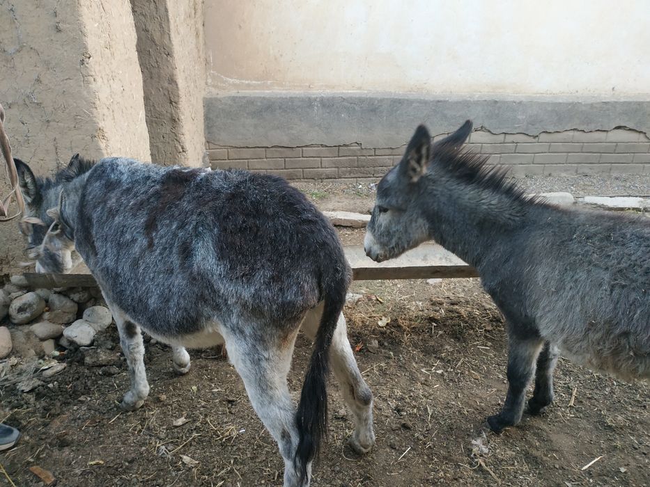 Eshak sotiladi ona bola