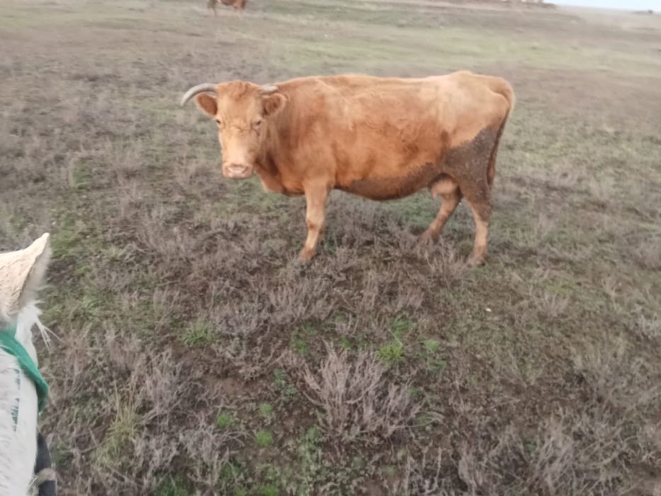 Коровы продам срочно