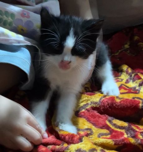Отдам котят даром
